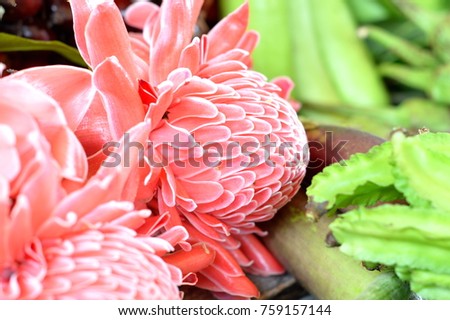Red Torch Ginger on green Moringa leaves,Food and Thai herbs,It can Help solve hives.Helps to cure skin infections.Cure constipation.picture for health,food,herbal magazine,website