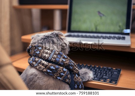 Gray Scottish fold cat in a scarf sitting in chair with laptop looking at pictures.