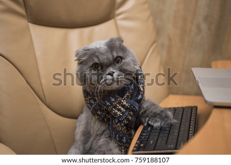 Gray Scottish fold cat in a scarf sitting in chair with laptop looking at pictures.