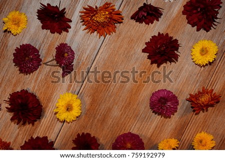 beautiful colorful flowers asters lie on wooden boards