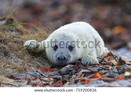 Grey Seal (Halichoerus grypus) Pup Helgoland Germany Royalty-Free Stock Photo #759200836