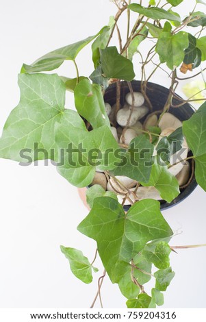 Araliaceae, background, domestic, green, hedera, helix, l, oxygene, plant, studio, white. Studio photo.