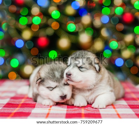 Two sleeping puppies  on a background of the Christmas tree. Space for text