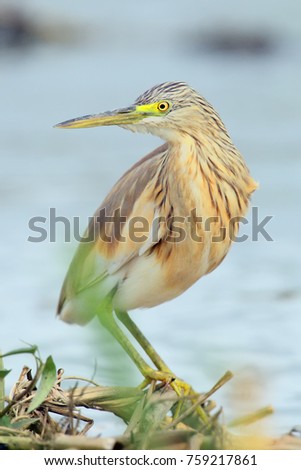 The squacco heron (Ardeola ralloides) standing on a floating island of reeds. Portrait of heron in the river.