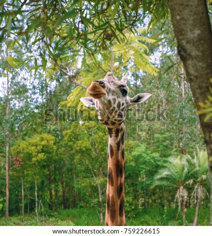 Giraffe looking for food during the daytime.
