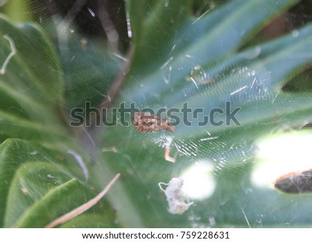 A side view of a Pan-Web Spider (Cyrtophora exanthematica) in it's web. This photo was taken in Brisbane, Australia. 

