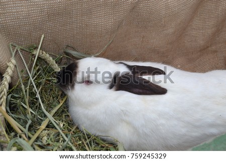 Oryctolagus. Rabbit. House. Farm. White Rabbit. Dark ears, paws and tail. Red eyes. The breed is Californian. Breeding rabbits. Farming. Horizontal photo