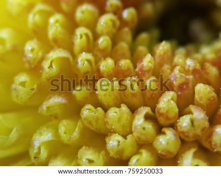 Yellow Gerbera Closeup