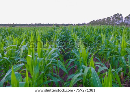 a front selective focus picture of organic young corn field at agriculture field.