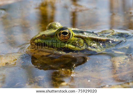Refelction of a green frog