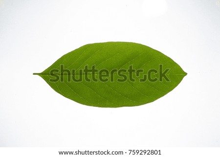 Texture of Custard Apple Leaf.