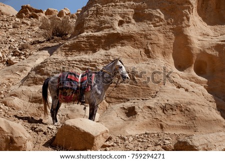 Bedouins horse is prepare to support of tourists. Petra. Jordan