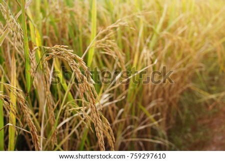 Organic rice in paddy field background.