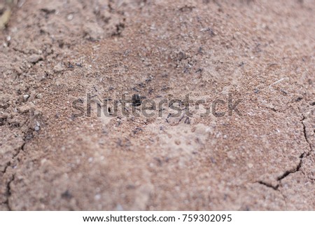 Ants are transporting food into the kingdom. small anthill of sand, dug by ants on the road from concrete tiles, close-up, top view
