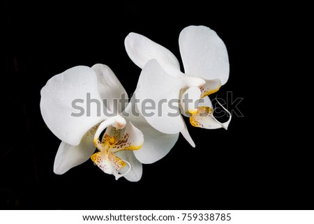 white orchid flower on black background.

