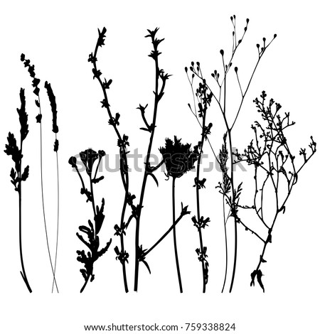 Vector illustration of wild flowers, herbs and grasses.Thin delicate lines silhouettes of different plants - chicory, yarrow, dill, queen anne lace. Isolated on white background