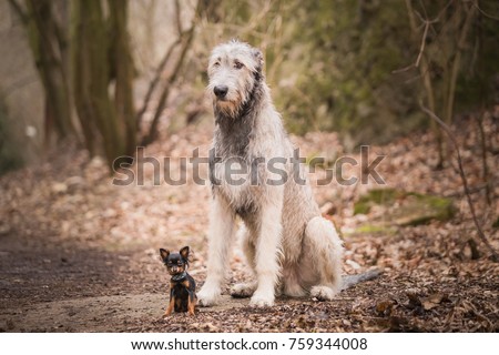 Prague Ratter and irish wolfhound together, outdoor photo, best friends,  Royalty-Free Stock Photo #759344008