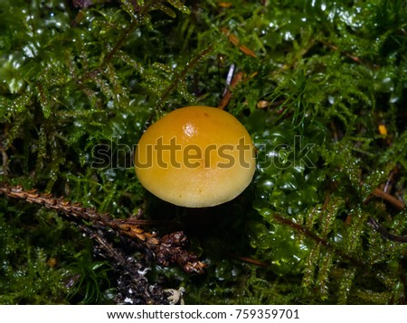 Edible Flammulina velutipes, Enokitake, Golden Needle, Lily or winter mushroom close-up in moss, selective focus, shallow DOF.
