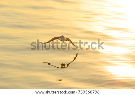 White gull is flying in the sky, blue background wallpaper