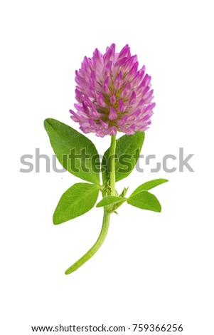 flower of a red clover clover with leaves and a stem close-up isolated on a white background