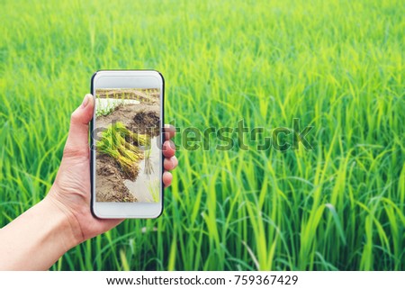 Agronomist man using Smartphone in Agriculture farm (Internet of things arigiculture concept)