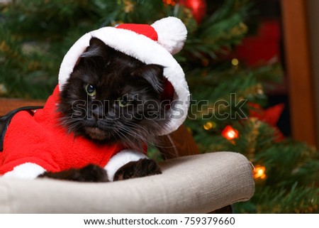 Photo of black cat in santa costume in armchair