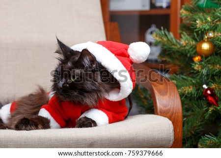 Christmas portrait of black cat in Santa costume