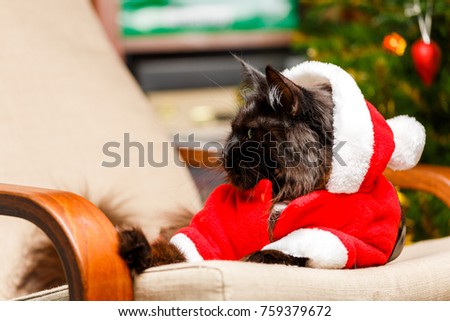 Festive portrait of black cat in Santa Claus costume