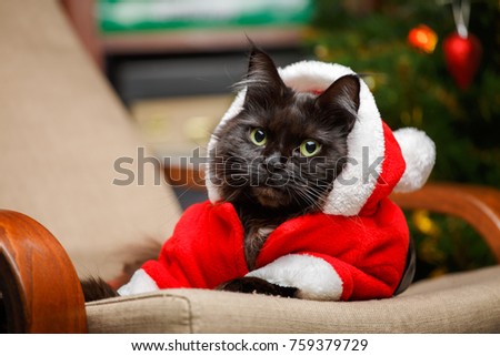 Festive photo of black cat in Santa Claus costume