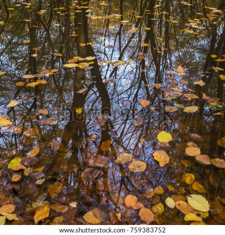 Autumn leaves of a beech in the water with refelection of the trees in the Speulderbos and Sprielderbos at Vierhouten.