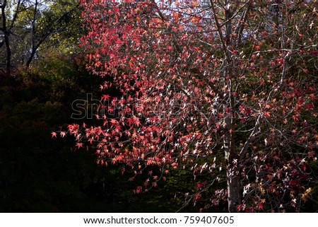 Beautiful autumn sugar maple tree leaves.
Picture of the beautiful autumn sugar maple tree leaves.