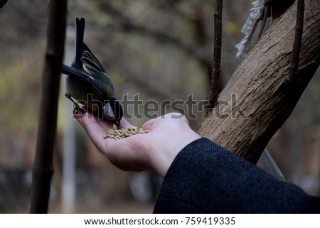 feeding titmous (tomtit) with hands in autumn