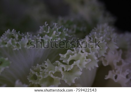 a beautiful coral in the sea and cabbage looks of a white european flower in Paris, France. It grows during Summer and autumn or fall season. it can survive during winter in the garden.