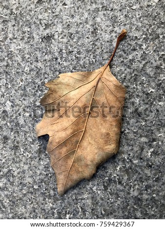 Dry autumn leaf on roadside. For graphic design background wallpaper.