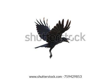 Crow fly on white background