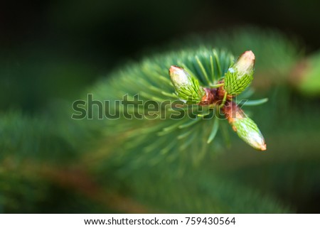Close up of young branches and cones of conifers - selective focus, copy space