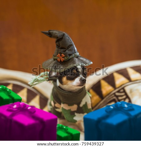 very little puppy sitting sadly wearing a witch's hat and gift boxes around him. Happy Halloween postcard.