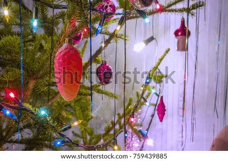 Beautiful Christmas live tree