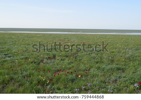 Wild tulips Kalmykia