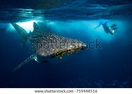 whale shark with yellow pilot fish and snorkeler