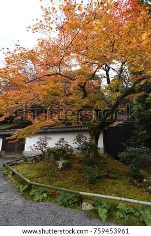 Autumn Leaves in the Temple