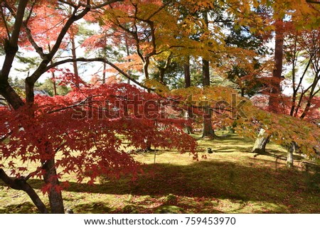 Autumn Leaves in the Temple