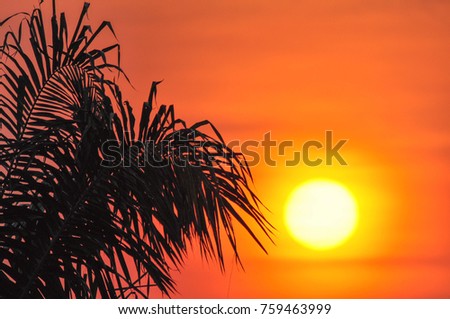 Dramatic colorful sunset with beautiful silhouette of palm tree on golf club.focus blur , Back light