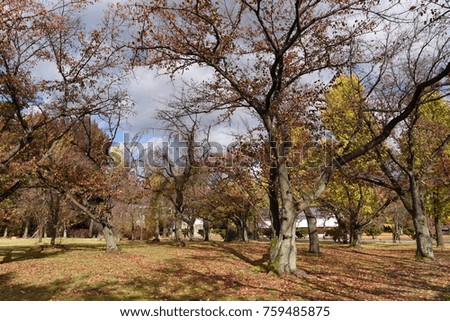 Autumn leaves in the park