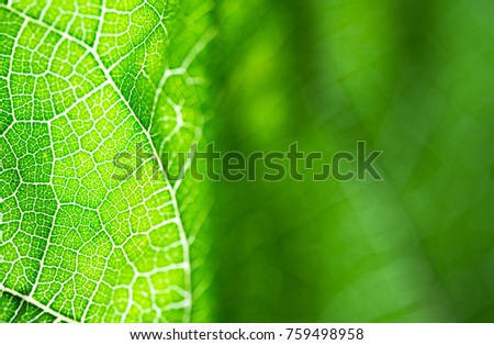 Select focust of green leaf texture macro and bleary of leaves texture.Useful as background.