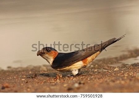 red rumped swallow collecting mud from lake (nesting material) for making its nest