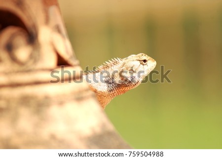 lizard with a long tail stick beside a pottery