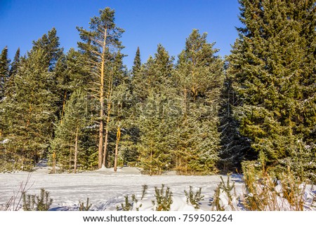 Winter landscape. Walk in winter woods. Snow world. Beautiful and unusual roads and forest trails. The snowy forest. The winter is tale.