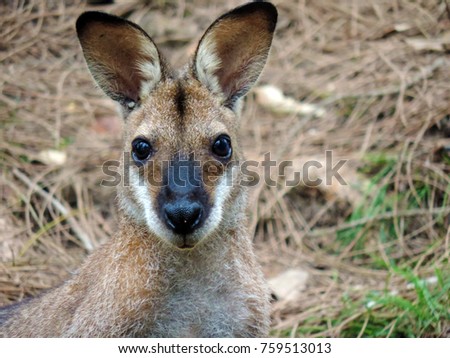 Close-up of a kangaroo staring straight in the camera. Eastern grey kangaroo (Macropus giganteus). New South Wales, Australia