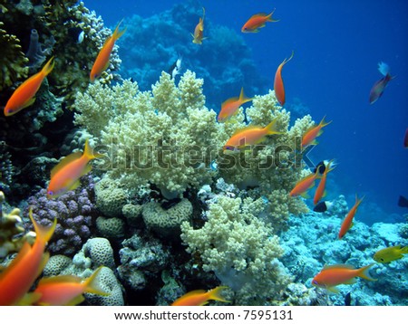 Coral colony and coral fish. Red sea. Egypt.